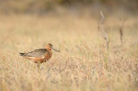 Brehous rudy - Limosa lapponica - Bar-tailed Godwit 7730
